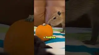 Capybaras Try And Review Pumpkin @TheUrbanRescueRanch