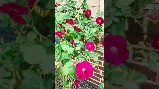 Beautiful Rose flowers on Beautiful Day !!🌹💕#garden #rose #ytshorts#spring#flowergarden