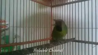Cucak ijo mini luar biasa