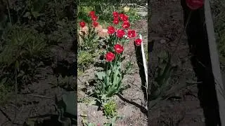 тюльпаны#2024