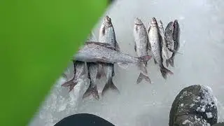 Рыбалка на реке Велью . глухозимье в разгаре 12 февраля 2023