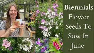 Biennials | Cut Flower Seeds To Sow In June