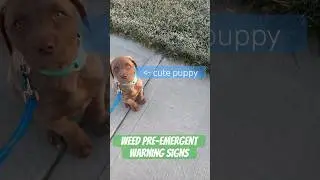 Why Weeds Grow by Your Driveway #cutepuppy #preemergent #lawn #lawncare #puppy