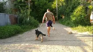 Дрессировка немецкой овчарки3,5 месяца Дик! Дрессировка с котами!