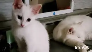 Cats in love .