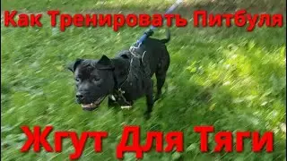 Как тренировать питбуля??? Борцовский жгут для тяги