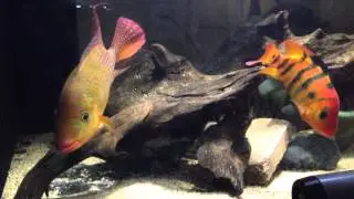 Cichlasoma Festae Pair (Red Terror)  **Last Video**