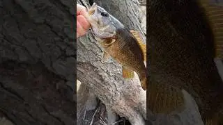 Tackle and bass.  Good way to start the weekend.  #bass