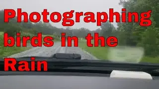 Capturing Birds In The Rain: A Photographic Adventure