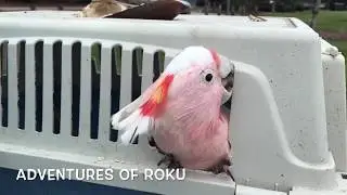 Roku & Pabu at Colleges Crossing