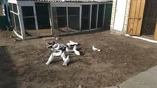Николаевские белые моего дедушки. (Харьковская область)