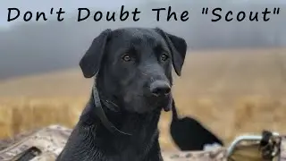 Don't Doubt The Scout/ 5 Man Limit Goose Hunt