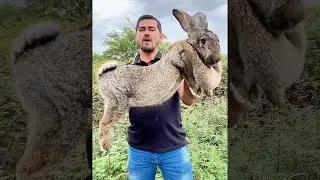 Um Coelho Gigante, incrível 😲 #pets #shorts