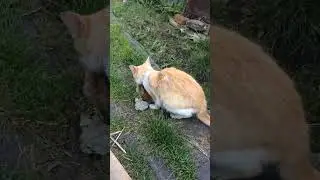 НА КОТЁНКА НАПАЛ КОТ