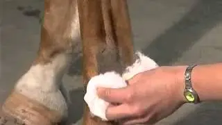 Intra-Articular Joint Injections: The Fetlock