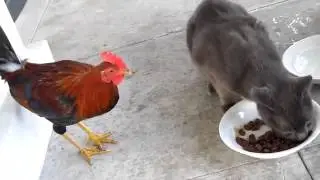 Приколы ! Петух отжал у кота хавчик  Неслыханная наглость!