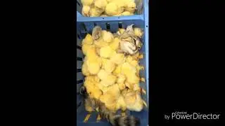 Funny animals