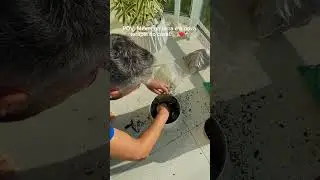Você já conhecia esse vaso? https://www.plantie.com.br/?utm_source=YTshorts