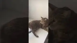 обезьяна и кот