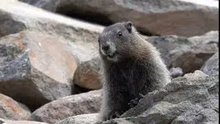 Marmot whistling on Mount Rainier