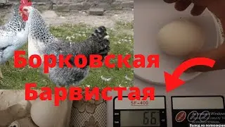 Борковская Барвистая Вес яйца Яйцо кур ПОРОДЫ БОРКОВСКАЯ БАРВИСТАЯ Сколько весит яйцо Сельская Жизнь