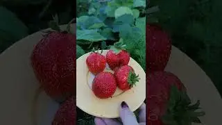 Первая клубничка