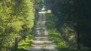 Wilki - Bory Dolnośląskie - Bielawa Dolna