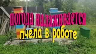 Погода налаживается  Пчела в работе