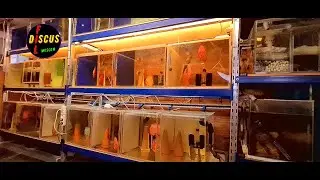 Для начинающих аквариумистов, Обзор нерестовиков, Аквариумисты России