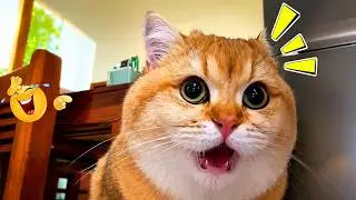 Try Not To Laugh 🙀😹 Ultimate Funny Cat Compilation