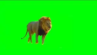 Lion Green Screen video