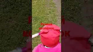 Прогулялись с внучкой встретили ручного козлёнка