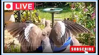 GIVEAWAY - Subscribe to Enter Bird Bath Giveaway (USA Only)