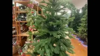 Albero Nepal - CITSSHOP.IT
