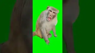 Parrot talking to monkey meme green screen