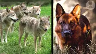 The owner took his dog to the forest, tied it to a tree and left it among the wolves