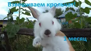 Сколько весит кролик в 1 месяц.Взвешиваем крольчат! Как взвесить крольчат?
