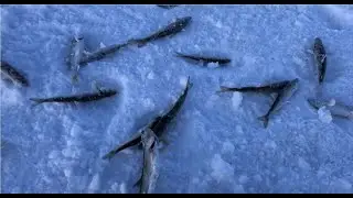 В поисках корюшки за 700 км от дома, Усть Камчатск, Камчатка зимняя рыбалка
