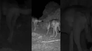 KURT SÜRÜSÜ! #kurt #wolf #youtubeshorts #wildlife #keşfet #trailcamera #trailcam #animals #kangal