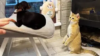 Енот выпрашивает у ребенка еду / Барханные кошки знакомятся с собаками