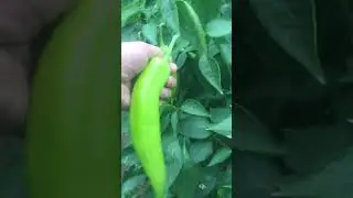 Çarli biber (green pepper)