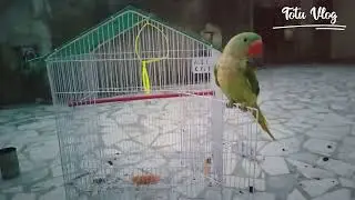 Play Time #totuvlog #parrot #talkingparrot
