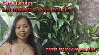 Tips Rumah Sejuk - Cara menanam Pohon SRI REZEKI Di Pinggir Kolam
