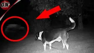 5 FANTASMAS REAIS VISTOS POR CACHORROS