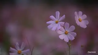 ДДТ - Ветер [4K]