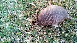 ACTIVE FLORIDA ARMADILLO out in the wild🙂