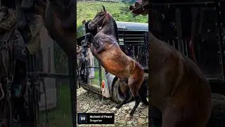 Fotos, de equinos.Caballos.Frank &  Rubí..