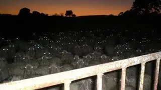 Videos I Found on Reddit #158