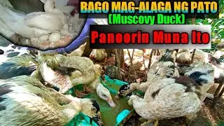 TIPS Sa Pag-aalaga Ng Pato(Muscovy Duck)