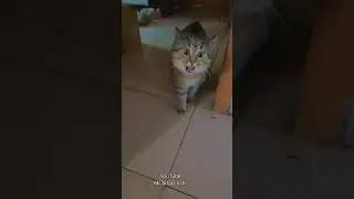 new viral 🐱 cat viral VFX viral short VFX #vfx #funny #2023